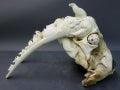 Walrus Skull Collage, Luke Airut